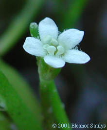 Limosella australis R. Br.