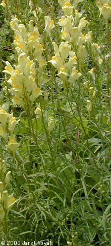 Linaria vulgaris P. Mill.