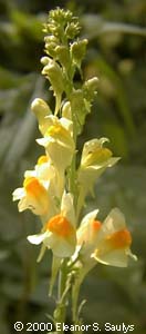 Linaria vulgaris P. Mill.