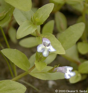 Lindernia dubia (L.) Pennell
