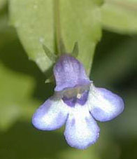 Lindernia dubia (L.) Pennell