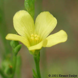 Linum sulcatum Riddell