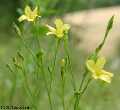 Linum sulcatum Riddell