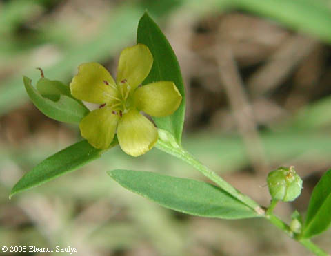 Linum virginianum L.
