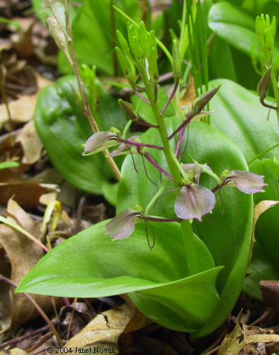 Liparis liliifolia (L.) L.C. Rich. ex Ker-Gawl.