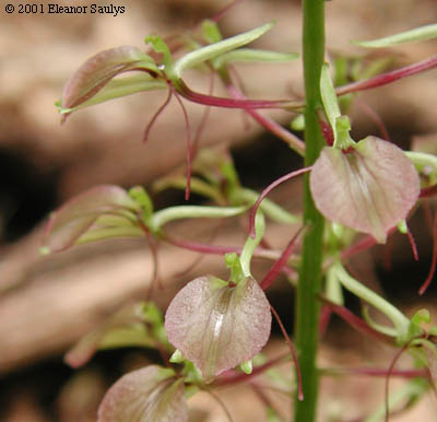 Liparis liliifolia (L.) L.C. Rich. ex Ker-Gawl.