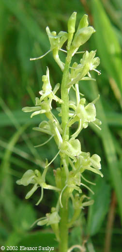 Liparis loeselii (L.) L.C. Rich.