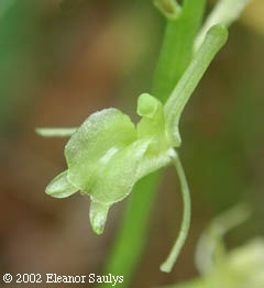 Liparis loeselii (L.) L.C. Rich.