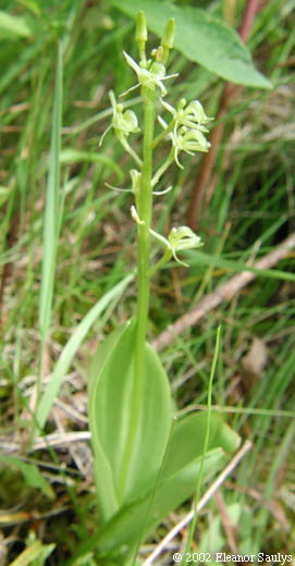 Liparis loeselii (L.) L.C. Rich.