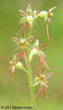 Listera cordata (L.) R. Br. ex Ait. f.