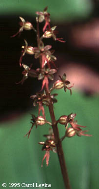 Listera cordata (L.) R. Br. ex Ait. f.