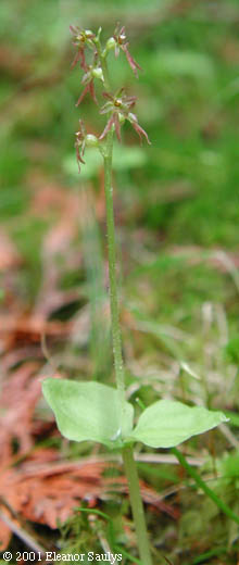 Listera cordata (L.) R. Br. ex Ait. f.