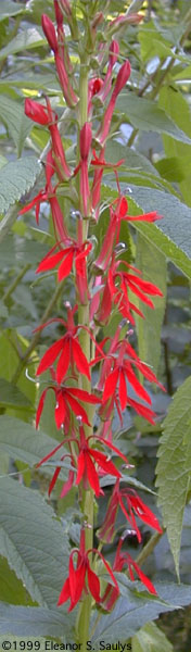Lobelia cardinalis L.