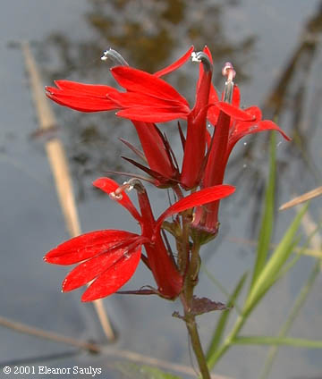 Lobelia cardinalis L.
