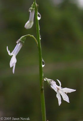 Lobelia dortmanna L.