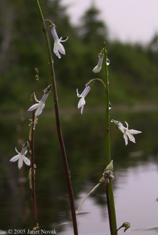 Lobelia dortmanna L.