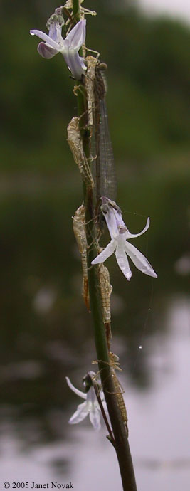 Lobelia dortmanna L.