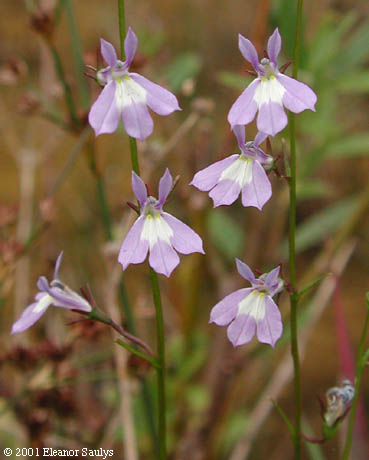 Lobelia kalmii L.