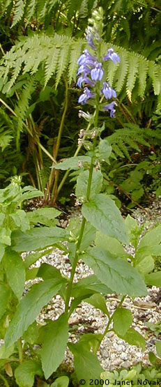 Lobelia siphilitica L.