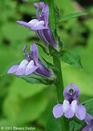 Lobelia siphilitica L.
