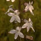Lobelia spicata Lam.