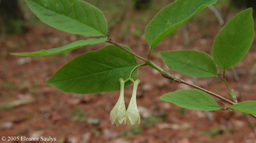 Lonicera canadensis Bartr. ex Marsh.
