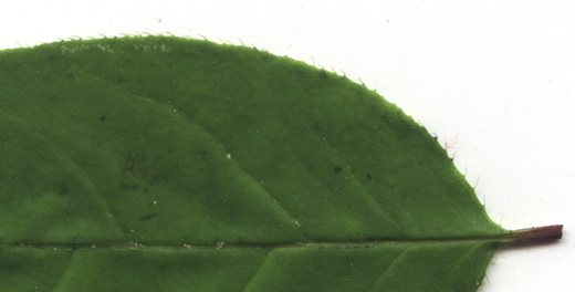 Lonicera canadensis Bartr. ex Marsh.