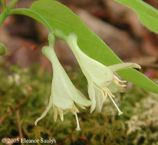 Lonicera canadensis Bartr. ex Marsh.