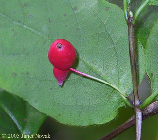 Lonicera canadensis Bartr. ex Marsh.