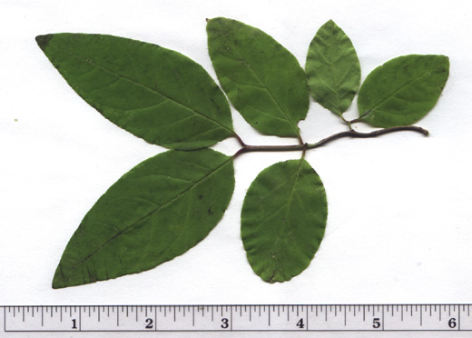 Lonicera canadensis Bartr. ex Marsh.