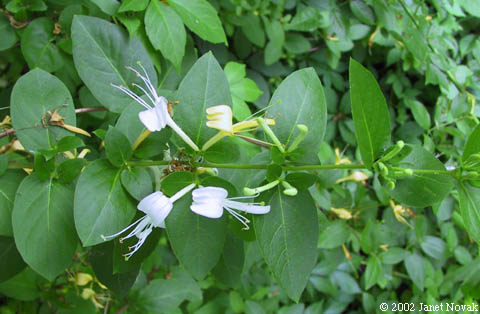 Lonicera japonica Thunb.