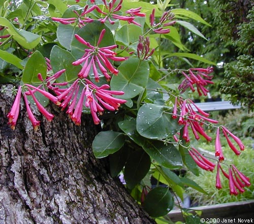 Lonicera sempervirens L.