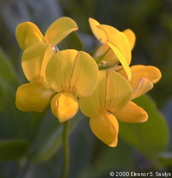 Lotus corniculatus L.