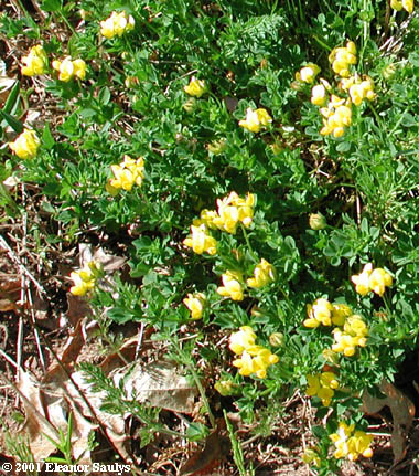 Lotus corniculatus L.