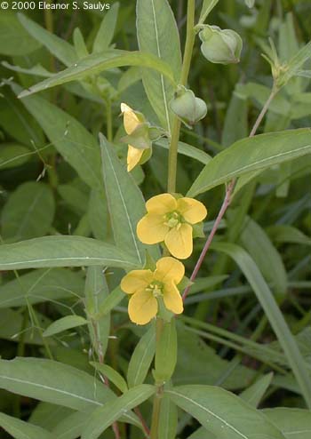 Ludwigia alternifolia L.