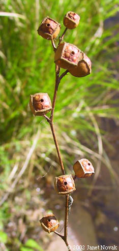 Ludwigia alternifolia L.