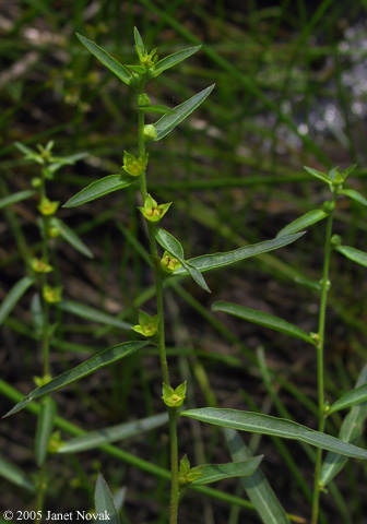 Ludwigia sphaerocarpa Ell.