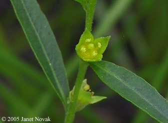 Ludwigia sphaerocarpa Ell.