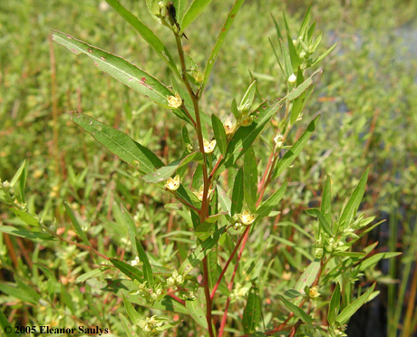 Ludwigia sphaerocarpa Ell.