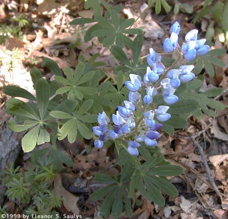 Lupinus perennis L.