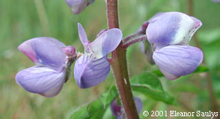 Lupinus perennis L.