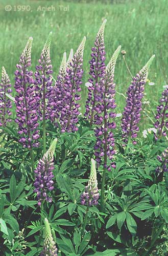 Lupinus polyphyllus Lindl.