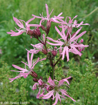 Lychnis flos-cuculi L.