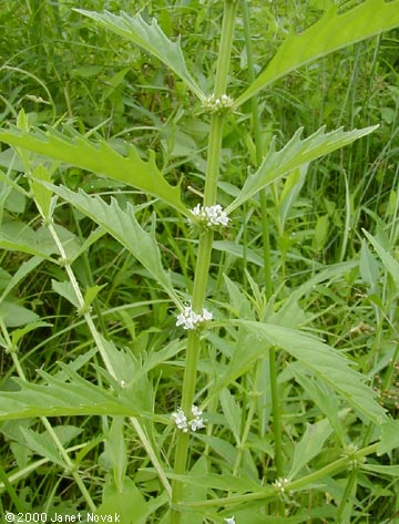 Lycopus americanus Muhl. ex W. Bart.