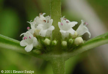 Lycopus uniflorus Michx.