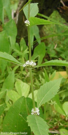 Lycopus uniflorus Michx.
