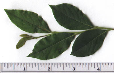 Lyonia ligustrina (L.) DC.