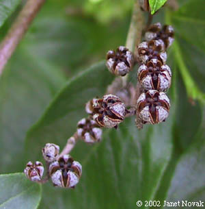 Lyonia ligustrina (L.) DC.