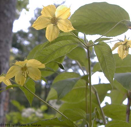 Lysimachia ciliata L.