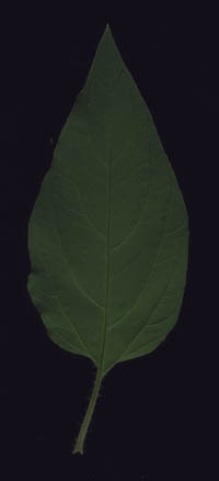 Lysimachia ciliata L.